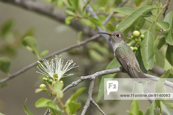 Ast  hocken - Tier  Kolibri  Peru