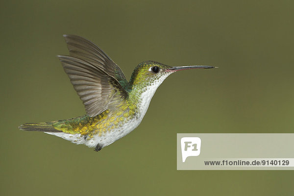 fliegen  fliegt  fliegend  Flug  Flüge  Blume  füttern  Kolibri  Peru