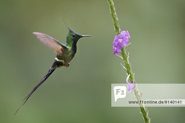 fliegen  fliegt  fliegend  Flug  Flüge  Blume  füttern  Peru