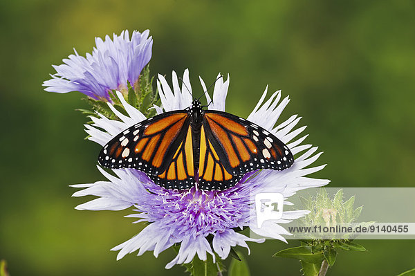 Blume  Sommer  Monarchie  Nordamerika  Schmetterling  Aster