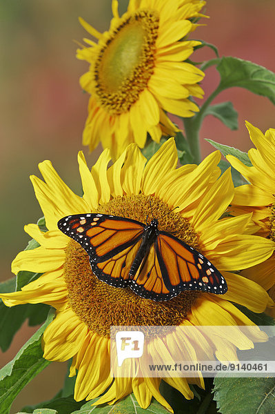 Sonnenblume  helianthus annuus  Sommer  Monarchie  Nordamerika  Schmetterling
