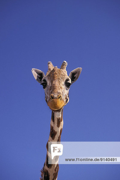 Giraffe  Giraffa camelopardalis  Erde  Säugetier  Entdeckung  Landschaft  hoch  oben  Kenia  Masai  Tansania