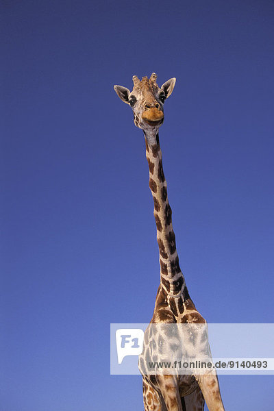 Giraffe  Giraffa camelopardalis  Erde  Säugetier  Entdeckung  Landschaft  hoch  oben  Kenia  Masai  Tansania