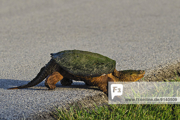Vereinigte Staaten von Amerika USA überqueren Fernverkehrsstraße Landschildkröte Schildkröte Ohio