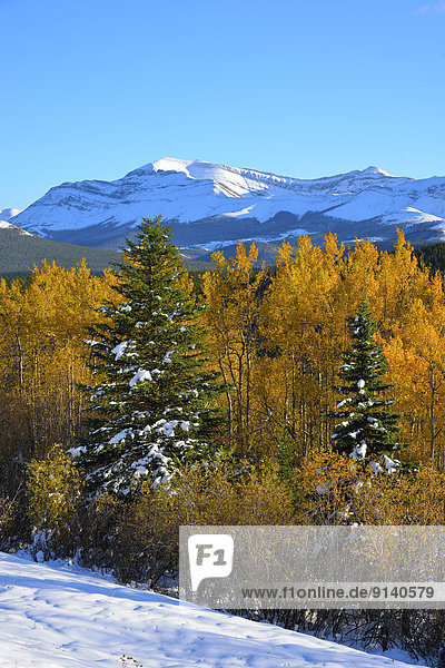 An autumn scenic with fresh snow on the mountains and yellow leaves on the deciduous trees  captured in the foothills of the rocky mountains of Alberta Canada.