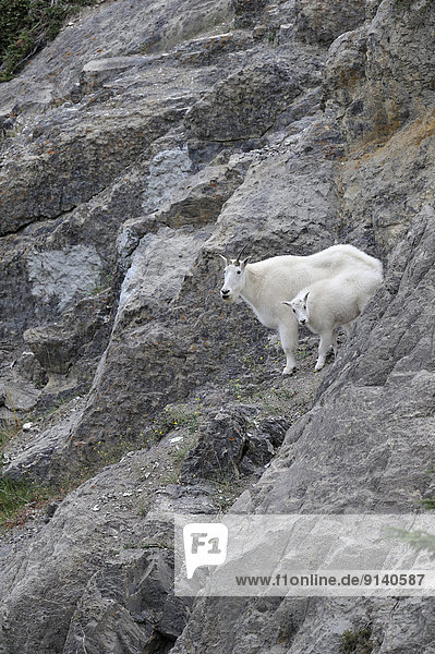 A mother mountain goat' Oreamnos americanus' with her new baby walking on a rocky path along a mountain side Jasper National Park Alberta Canada.
