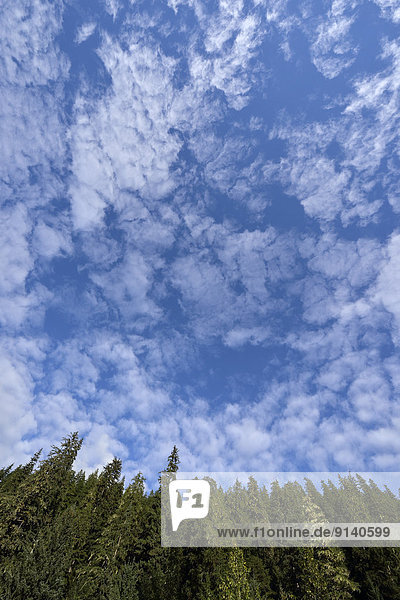 A vertical landscape image showing tall evergreen trees against a blue sky filled with interesting cloud formations captured in northern British Columbia Canada.