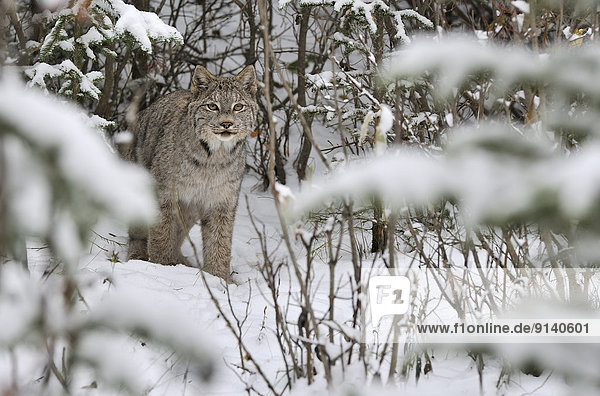 stehend  sehen  Schnee  Wald  ungestüm  Kanada  kanadisch  tief  Luchs  lynx lynx