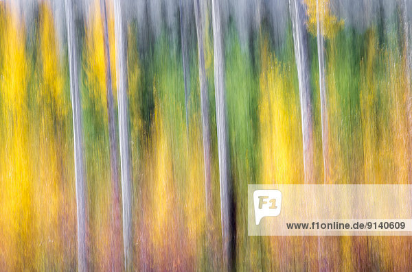 Abstract photograph of colourful trees in the fall.