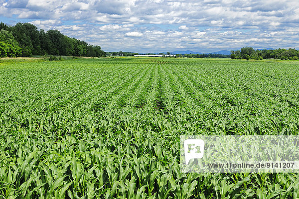 Corn field  St Alexandre  Quebec  Canada