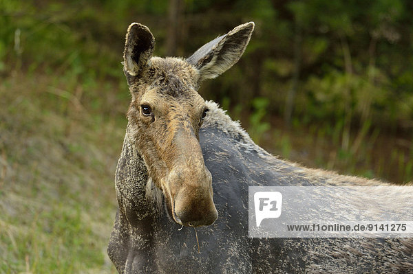 zeigen  Winter  reiben  reibt  reibend  Verlust  Beispiel  Elch  Alces alces  Haar  Zecke