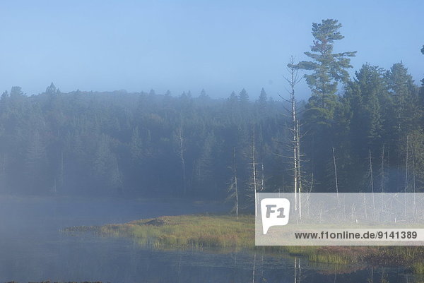 Fog on a pond along hwy 60 in Algonquin Park  Ontario