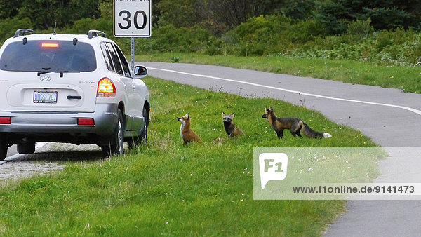 Auto  geselliges Beisammensein  Fuchs  Kanada  Cavendish  Prince Edward Island  Straßenrand