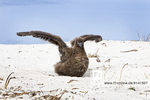 Black-footed albatross (Phoebastria nigripes)  chick exercising wings  Sand Island  Midway Atoll National Wildlife Refuge  Northwest Hawaiian Islands. This species is listed as endangered and decreasing.