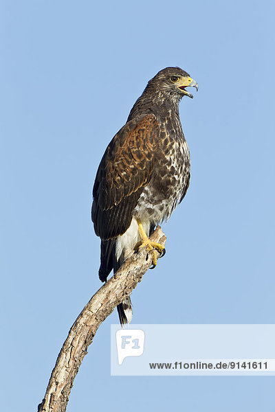 Harris's hawk (Parabuteo unicinctus)  juvenile  Martin Refuge  near Edinburg  South Texas.