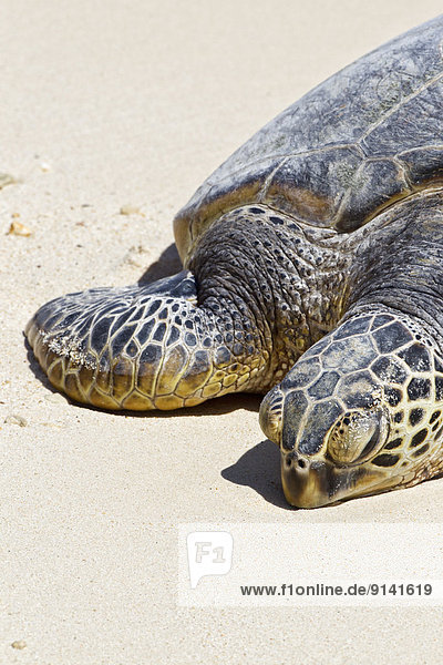 grün Meer Landschildkröte Schildkröte hawaiianisch