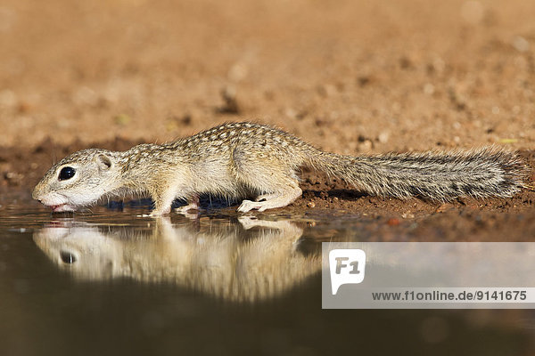 Mexican ground squirrel (Spermophilus mexicanus)  at pond to drink water  Santa Clara Ranch  near Edinburg  South Texas.