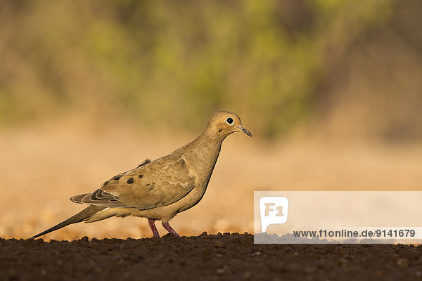 Mourning dove (Zenaida macroura)  Santa Clara Ranch  near Edinburg  South Texas.
