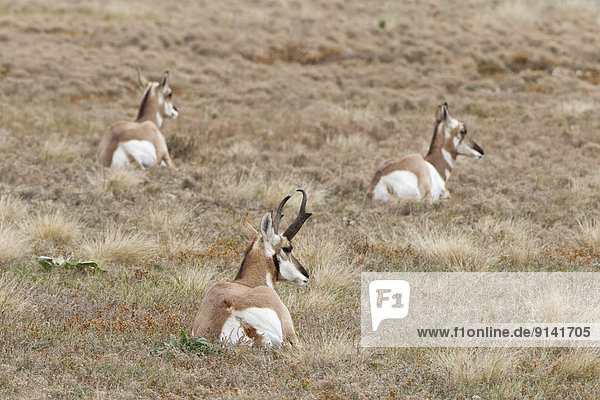 Pronghorn (Antilocapra americana)  buck (foreground) and does resting  Custer State Park  South Dakota.