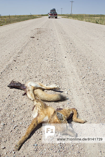Geschwindigkeit  Verkehr  Fernverkehrsstraße  Gefahr  töten  Fuchs  Gegenstand  schreiben  Tier  Kanada  Colorado