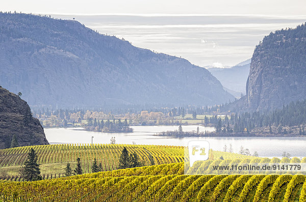 View of vineyards in the fall with Vaseux Lake and McIntyre Bluff between the town of Oliver and Okanagan Falls  Okanagan Valley of British Columbia  Canada.