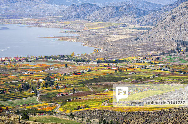 Houses and colourful vineyards in the fall around Osoyoos Lake  Okanagan Valley of British Columbia  Canada.
