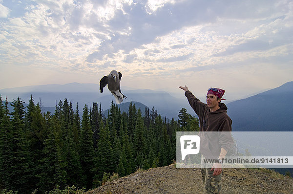 A Clark's Nutcracker flies towards the camera at Cascade Lookout in E.C. Manning Park in the Similkameen of British Columbia  Canada