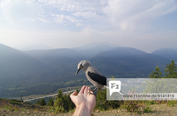 A Clark's Nutcracker looks for handouts from the photographer at Cascade Lookout in E.C. Manning Park in the Similkameen region of British Columbia  Canada