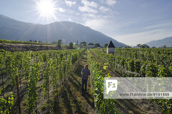 Winemaker samples the grapes at the vineyards of Eau Vivre winery in Keremeos in the Similkameen region of British Columbia  Canada