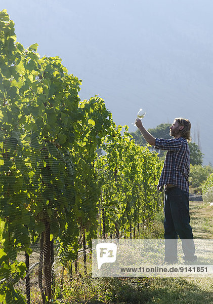 Winemaker samples wine in the vineyards of Eau Vivre winery in Keremeos in the Similkameen region of British Columbia  Canada