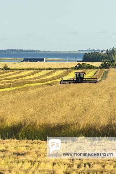 Harvesting grain  Sherbrooke  Prince Edward Island  Canada