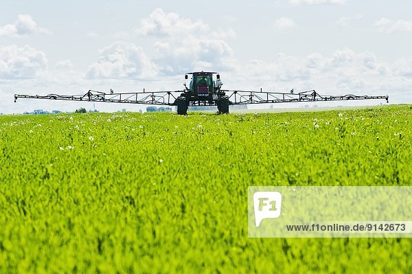 Spraying early growth wheat  (chemical application) with herbiicide in a very wet field  near Dugald  Manitoba  Canada