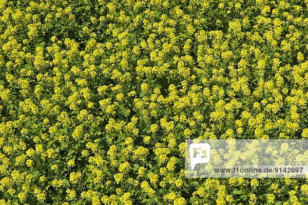 Bloom stage mustard field  near Ponteix  Saskatchewan  Canada