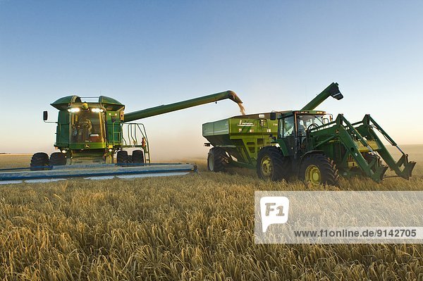 Combine unloads barley into a grain wagon on the go during the harvest  near Ponteix  Saskatchewan  Canada