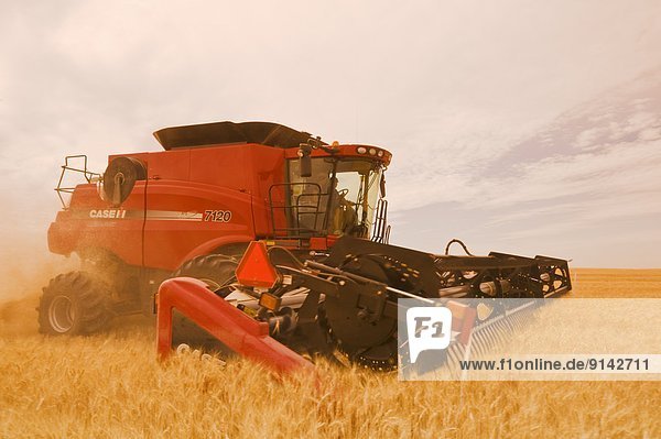 Combine harvests durum wheat near Ponteix  Saskatchewan  Canada