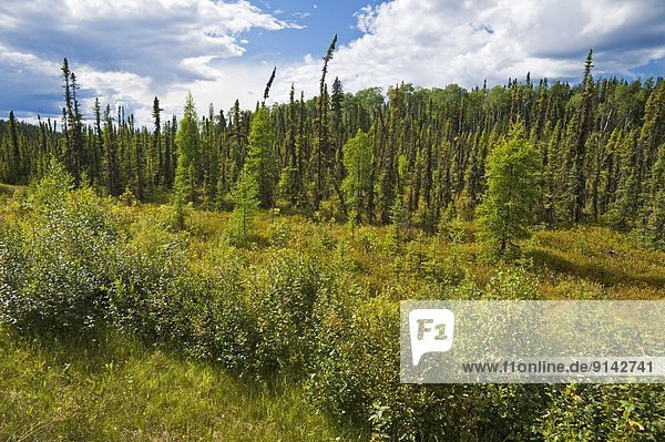 Boreal forest near Stanley Mission  Lac la Ronge Provincial Park  Northern Saskatchewan  Canada