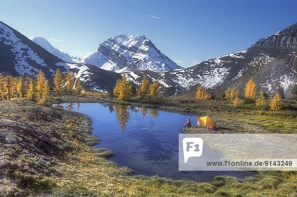 Woman camping in fall larch  Kananaskis Country  Rocky Mountains  Alberta  Canada