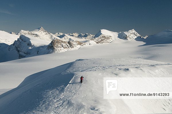 Skier on Mount Rhondda overlooking Wapta Icefield  Banff National Park  Alberta  Canada