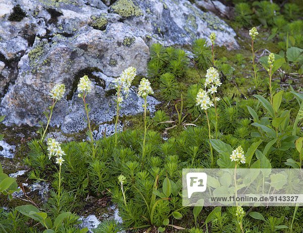 Partridgefoot (Luetkea pectinata ) alpine meadow  Mount Revelstoke  Mount Revelstoke National Park  British Columbia  Canada