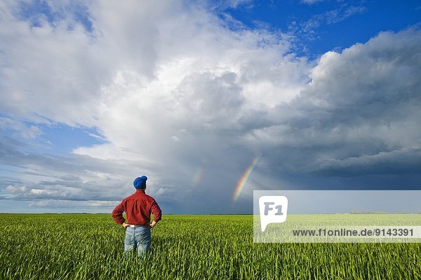 Farmer looking out over an early growth barley field and sky with rainbow and cumulonimbus cloud mass near Dugald  Manitoba  Canada