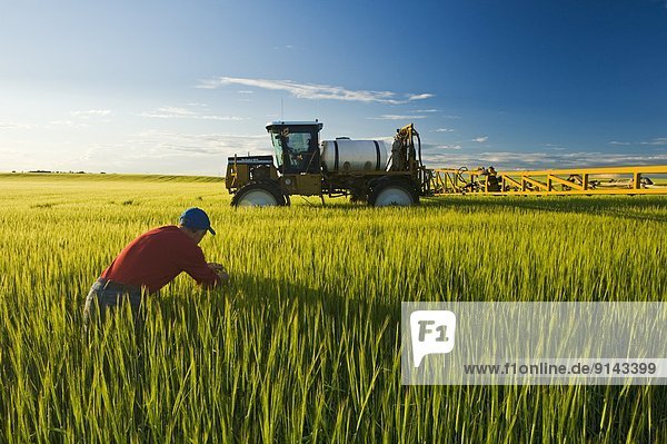 Farmer examines barley next to a high clearance sprayer that was applying fungicide  near Holland  Manitoba  Canada