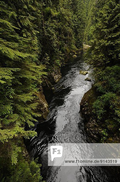 folgen  Stilleben  still  stills  Stillleben  Fluss  Region In Nordamerika  Vancouver  British Columbia  Kanada  Regenwald