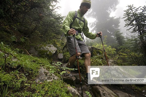 Berg  folgen  wandern  Fasan  Phasianus colchicus  Vancouver  British Columbia  Kanada  Krone