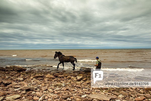 Irish Moss fisherman and Horse  North Cape  Prince Edward Island  Canada