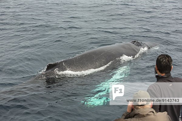 Whale watching  Humpback Whale  (Megaptera novaeangliae  Witless Bay Ecological Reserve  Newfoundland  Canada