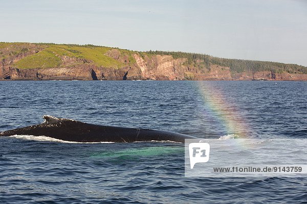 Humpback Whale spouting  (Megaptera novaeangliae  Witless Bay Ecological Reserve  Newfoundland  Canada