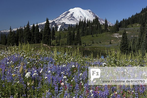 Mount Rainier and Wildflowers from Naches Peak Loop Tarn  Mount Rainier National Park  Washington State  United States of America