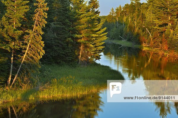 Laubwald  Wasser  Tischset  See  Verbindung  Kanada  Ontario  Schilf  Sonne