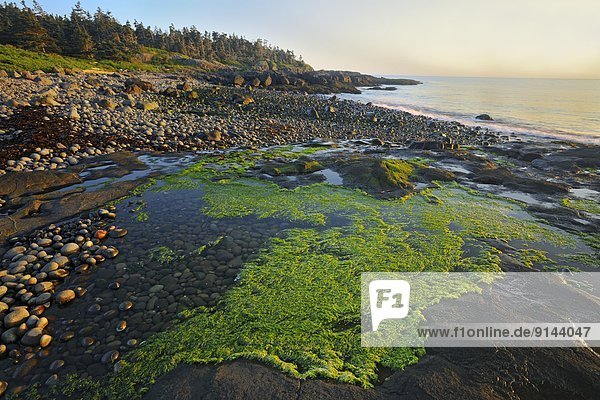 Strand  Sonnenuntergang  Braunalge  Gewölbe  Kanada  Long Island  Nova Scotia  Neuschottland