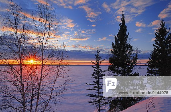 Sonnenuntergang  Baum  See  Birke  Saskatchewan  Kanada  Prince Albert National Park